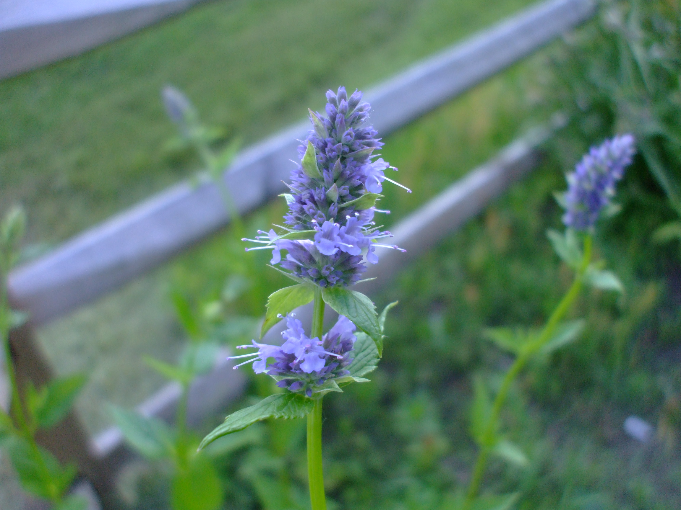 Agastache foeniculum